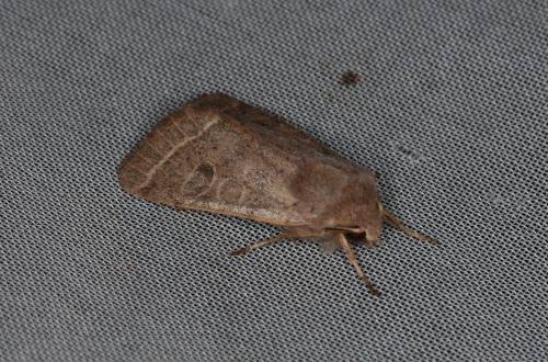 Orthosia cerasi